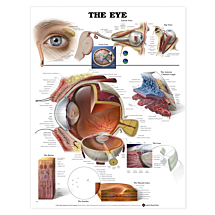 Gelamineerde kaart Anatomie oog
